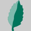 Mint Social